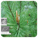 ACEITE ESENCIAL PINO SILVESTRE BIO (PINUS SYLVESTRIS) 10 CC PRANAROM