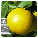 ESENCIA DE POMELO  BIO (CITRUS PARADISI) 10 CC PRANAROM