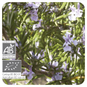 ACEITE ESENCIAL DE ROMERO ALCANFOR  BIO (ROSMARINUS OFFICINALIS QT ALCANFOR) 10 CC PRANAROM