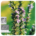 ACEITE ESENCIAL DE ROMERO VERBENONA  BIO (ROSMARINUS OFFICINALIS CT VERBENONA) 5 CC PRANAROM