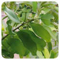 ACEITE ESENCIAL SANDALO AMARILLO (SANTALUM AUSTRO VAR AUSTROCALEDONICUM) 5 CC PRANAROM