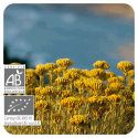 ACEITE ESENCIAL DE SIEMPREVIVA AMARILLA O HELICRISO BIO (HELICHRYSUM ITALICUM) 5 CC PRANAROM