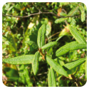 ACEITE ESENCIAL DE TE DE LABRADOR  (LEDUM GROENLANDICUM RAMA FLORI) 5 CC PRANAROM