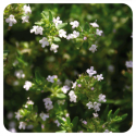 ACEITE ESENCIAL  TOMILLO MARROQUI (THYMUS SATUREIOIDES) 10 CC PRANAROM