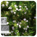 ACEITE ESENCIAL TOMILLO MARROQUI BIO (THYMUS SATUREIOIDES) 10 CC PRANAROM