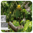 ACEITE ESENCIAL YLANG YLANG BIO (CANANGA ODORATA) 5 CC PRANAROM