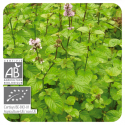 ACEITE ESENCIAL DE MENTA DE CAMPO BIO (MENTHA ARVENSIS) 10 CC PRANAROM