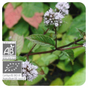 ACEITE ESENCIAL DE MENTA PIPERITA BIO (MENTHA PIPERITA) 10 CC PRANAROM