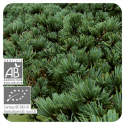 ACEITE ESENCIAL CEDRO ATLAS BIO (CEDRUS ATLANTICA) 10 CC PRANAROM