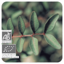 ACEITE ESENCIAL DE LENTISCO BIO (PISTACIA LENTISCUS) 5 CC PRANAROM