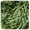 ACEITE ESENCIAL DE CIPRES DE PROVENZA (CUPRESSUS SEMPREVIRENS) 10 CC PRANAROM
