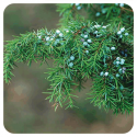 ACEITE ESENCIAL DE ENEBRO COMUN (JUNIPERUS COMMUNIS) 5 CC PRANAROM