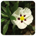ACEITE ESENCIAL DE JARA CORCEGA (CISTUS LADANIFERUS) 5 CC PRANAROM