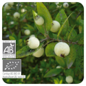 ACEITE ESENCIAL DE MIRTO VERDE BIO (MYRTUS COMMUNIS QT CINEOL) 5 CC PRANAROM