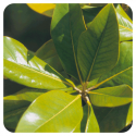 ESENCIA DE NARANJO AMARGO CASCARA (CITRUS AURANTIUM SSP AMARA) 10 CC PRANAROM