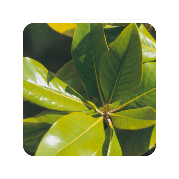 ACEITE ESENCIAL DE NARANJO AMARGO HOJA (CITRUS AURANTIUM) 10 CC PRANAROM
