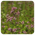 ACEITE ESENCIAL DE OREGANO (ORIGANUM COMPACTUM) 10 CC PRANAROM