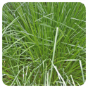 ACEITE ESENCIAL DE PALMAROSA (CYMBOPOGON MARTINII) 10 CC PRANAROM
