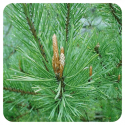 ACEITE ESENCIAL DE PINO SILVESTRE (PINUS SYLVESTRIS) 10 CC PRANAROM