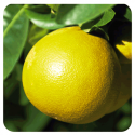 ACEITE ESENCIAL DE POMELO (CITRUS PARADISI) 10 CC PRANAROM