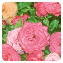 ACEITE ESENCIAL DE ROSA DAMASCO (ROSA DAMASCENA) 2 CC PRANAROM