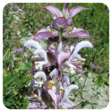 ACEITE ESENCIAL DE SALVIA ROMANA (SALVIA SCLAREA) 10 CC PRANAROM