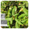 ACEITE ESENCIAL DE TE DE LABRADOR BIO (LEDUM GROENLANDICUM) 5 CC PRANAROM