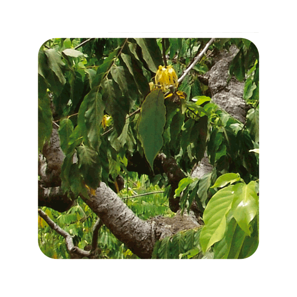 ACEITE ESENCIAL DE YLANG YLANG (CANANGA ODORATA) 5 CC PRANAROM