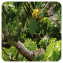 ACEITE ESENCIAL DE YLANG YLANG (CANANGA ODORATA) 5 CC PRANAROM