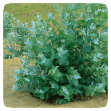 ACEITE ESENCIAL DE EUCALIPTO (EUCALYPTUS GLOBULUS) 10 CC PRANAROM