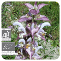 ACEITE ESENCIAL DE SALVIA ROMANA BIO (SALVIA SCLAREA) 5 CC PRANAROM