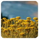 ACEITE ESENCIAL DE SIEMPREVIVA AMARILLA (HELICHRYSUM ITALICUM) 10 CC PRANAROM