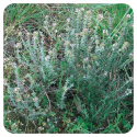 ACEITE ESENCIAL DE TOMILLO COMUN LINALOL (THYMUS VULGARIS QT LINALOL) 5 CC PRANAROM