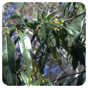 ACEITE ESENCIAL DE VERBENA EXOTICA (LITSEA CITRATA) 10 CC PRANAROM
