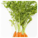ACEITE ESENCIAL DE ZANAHORIA (DAUCUS CAROTA) 5 CC PRANAROM