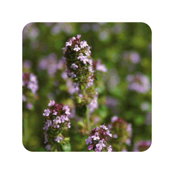 TOMILLO COMUN TUYANOL THYMUS VULGARIS QT TUYANOL 5 CC PRANAROM