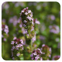TOMILLO COMUN TUYANOL THYMUS VULGARIS QT TUYANOL 5 CC PRANAROM