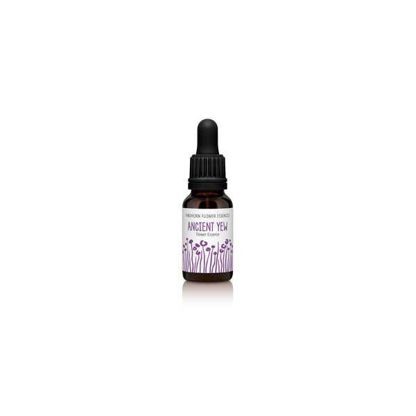 Comprar online FINDHORN ANCIENT YEW (TEJO ANTIGUO) 15 ML - Coliseum