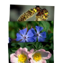 DVD COMO UTILIZAR Y PREPARAR LAS ESENCIAS FLORALES DE BACH HEALING HERBS