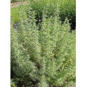 ACEITE ESENCIAL ARTEMISA BLANCA (ARTEMISIA HERBA ALBA) 10 CC PRANAROM