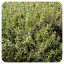 ACEITE ESENCIAL DE TOMILLO COMUN TIMOL (THYMUS VULGARIS QT THYMOL) 10 CC PRANAROM