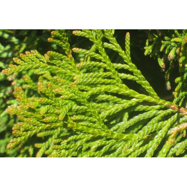 ACEITE ESENCIAL DE TUYA (THUYA OCCIDENTALIS) 10 CC PRANAROM