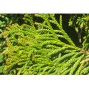 ACEITE ESENCIAL DE TUYA (THUYA OCCIDENTALIS) 10 CC PRANAROM