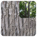 ACEITE ESENCIAL DE PALO DE HO  (CINNAMOMUM CAMPHORA CT LINALOL) 10 CC PRANAROM