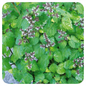 ACEITE ESENCIAL DE PATCHULI  (POGOSTEMON CABLIN) 5 CC PRANAROM