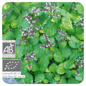ACEITE ESENCIAL DE PATCHULI  BIO (POGOSTEMON CABLIN) 10 CC PRANAROM