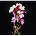 ATLANTIDA ALHELI ESENCIA FLORAL 10 ML