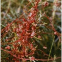 ATLANTIDA CUSCUTA ESENCIA FLORAL 10 ML