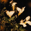 ATLANTIDA FLOR DE ESPUMA ESENCIA FLORAL 10 ML