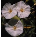 ATLANTIDA GUADYL ESENCIA FLORAL 10 ML